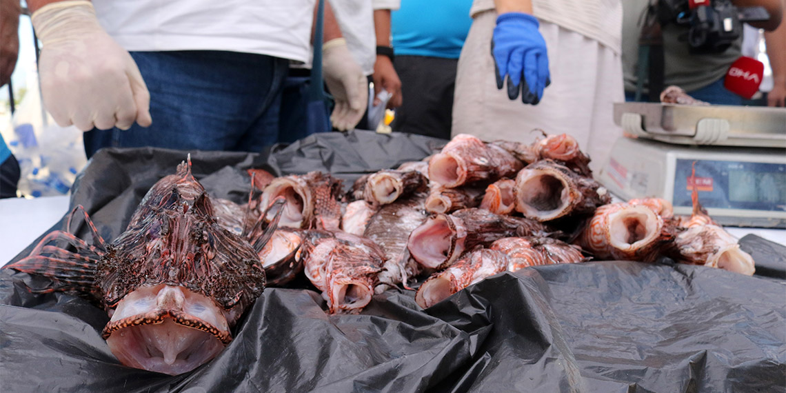 İstilacı tür aslan balıklarını avlayıp yediler