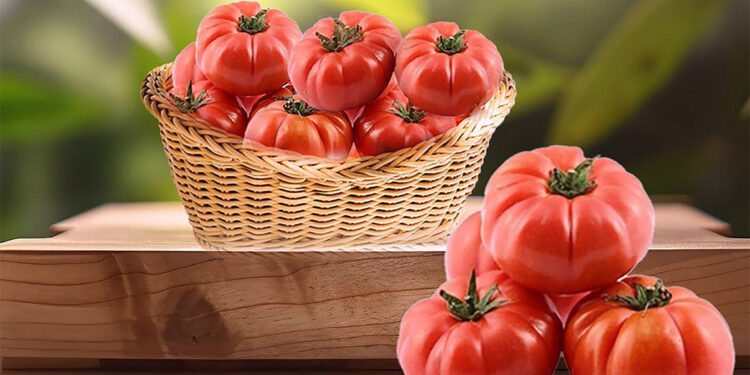 Ayaş domatesinin AB tescili için son aşamaya gelindi