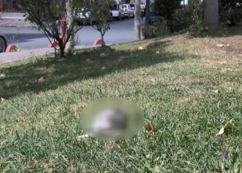 Bayrampaşa'da kedilerin zehirlendiği iddia edildi