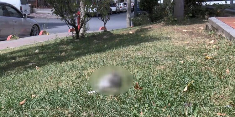 Bayrampaşa'da kedilerin zehirlendiği iddia edildi
