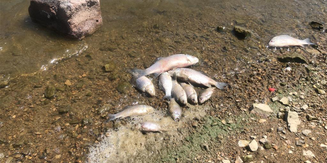Boğazköy Barajı'nda ölü balık karaya vurdu