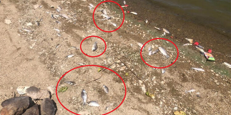 Boğazköy Barajı'nda ölü balık karaya vurdu
