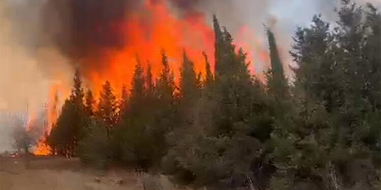 Lapseki'de orman yangını