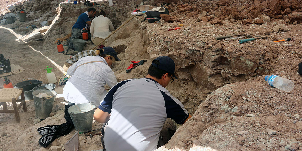 8.5 milyon yıllık 100 fosil bulundu