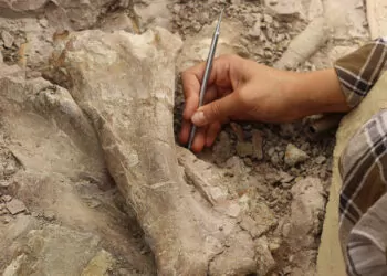 8. 5 milyon yıllık 100 fosil bulundu