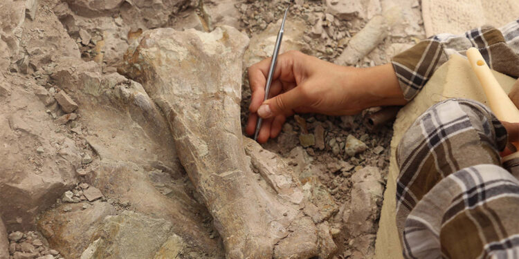 8.5 milyon yıllık 100 fosil bulundu