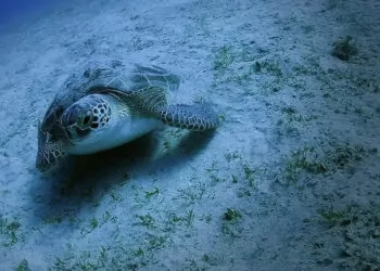 Deniz kaplumbağalarının yuva sayısı 2 bin 551'e ulaştı