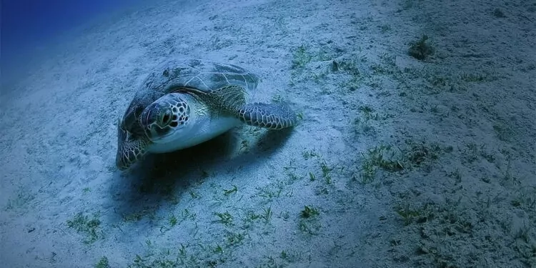 Deniz kaplumbağalarının yuva sayısı 2 bin 551'e ulaştı