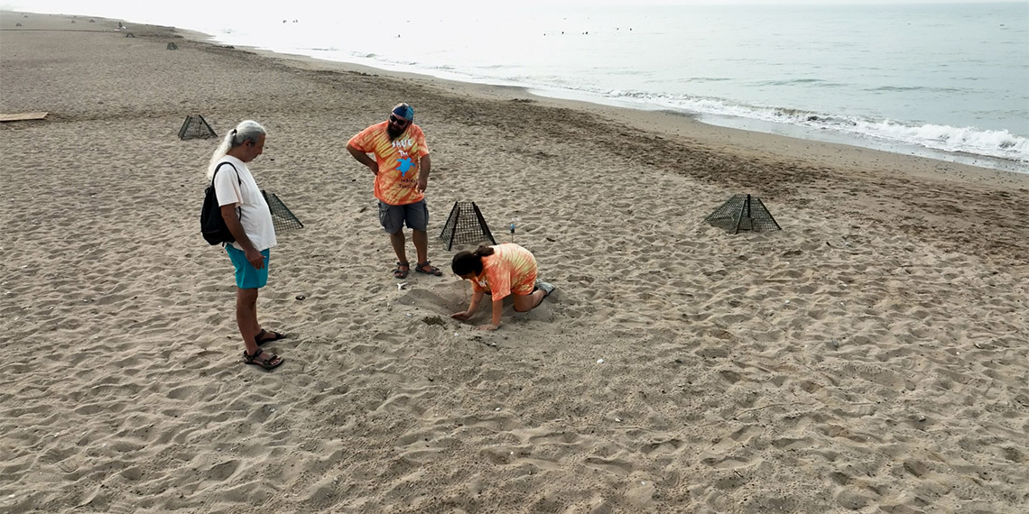 Deniz kaplumbağalarının yuva sayısı 2 bin 551'e ulaştı