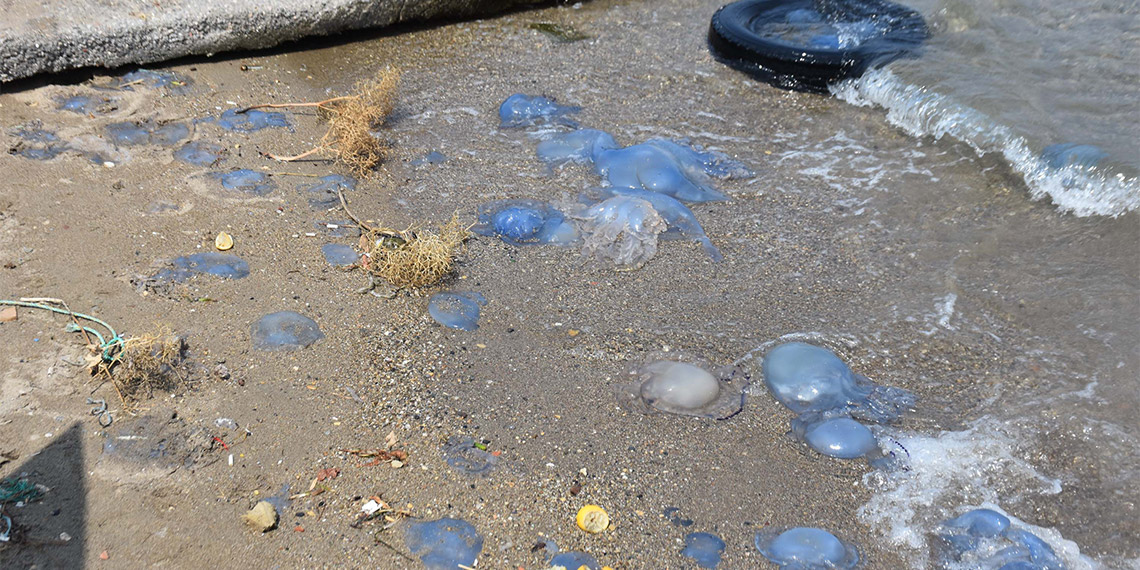 İzmir Katip Çelebi Üniversitesi Su Ürünleri Fakültesi'nde görevli Dr. Öğretim Üyesi Erhan Irmak, denizanalarının yoğun olduğu yerlerden uzak durulması konusunda uyarıda bulundu.