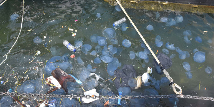 Denizanalarının yoğun olduğu yerlerden uzak durun