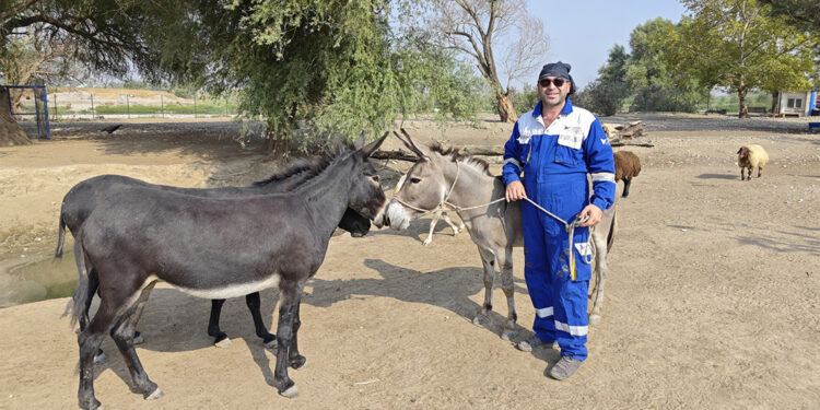 Diyarbakır'da şiddet gören eşek Emekli Hayvanlar Çiftliği'nde