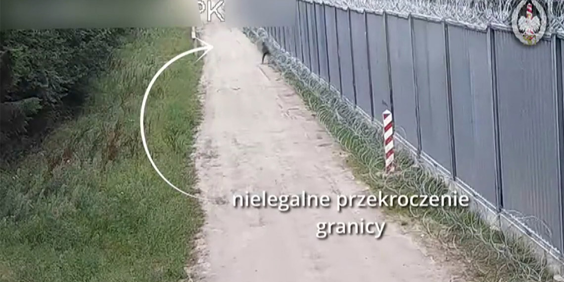 Düzensiz göçmenlerin Belarus sınırından geçme girişimleri