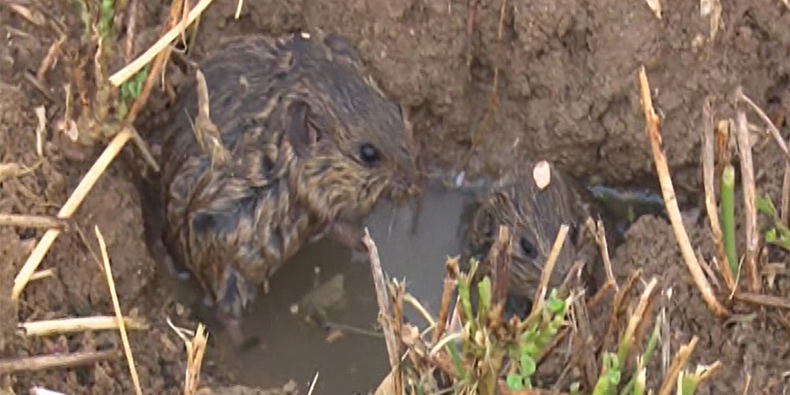 Bursa’nın Yenişehir ilçesinde, tarlaları fareler istila etti. İlçenin 71 mahallesinin, 35'inde, binlerce dönümlük ekili alanda, tüm ürünler fareler tarafından yenirken, çiftçiler hasattan elleri boş dönüyor.