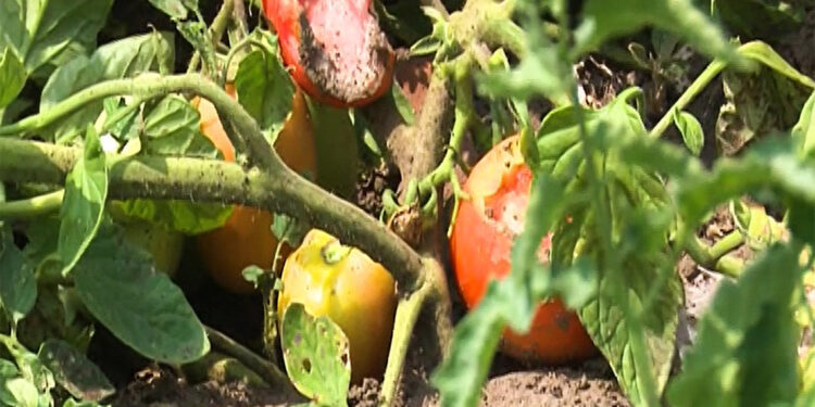 Tarlaları fareler istila etti