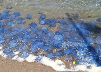 Foça sahillerinde denizanası istilası