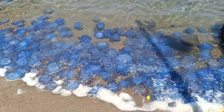 Foça sahillerinde denizanası istilası