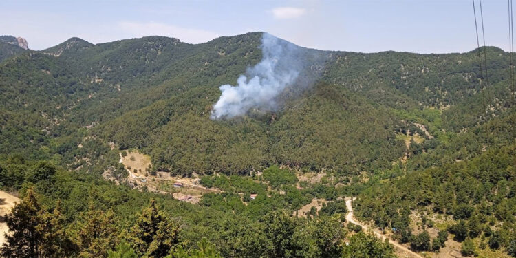 İskenderun'da orman yangını