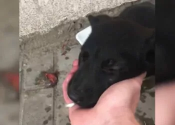 İki duvarın arasına sıkışan yavru köpek kurtarıldı