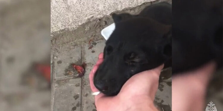 İki duvarın arasına sıkışan yavru köpek kurtarıldı