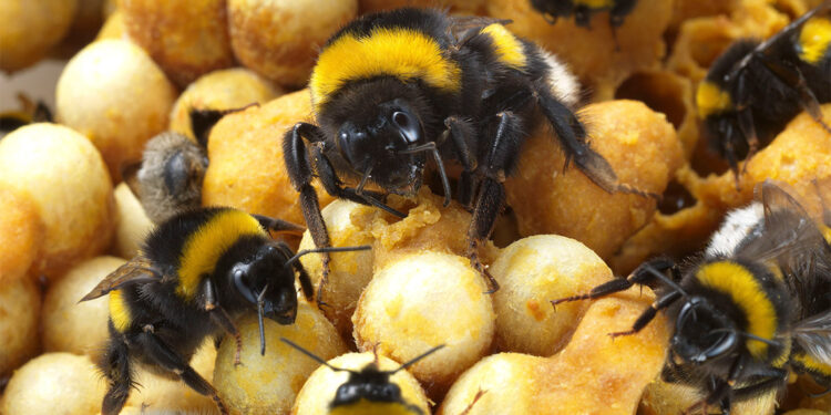 Küresel iklim değişikliğinin arıcılık üzerindeki etkileri