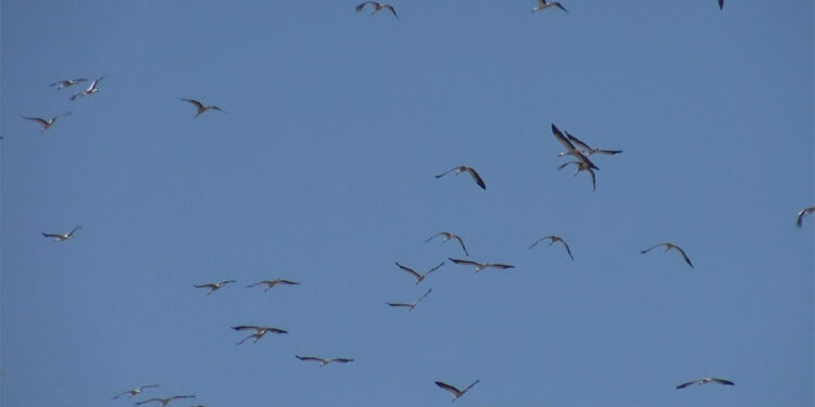 Göçmen kuşlarda virüs taşıma riski var