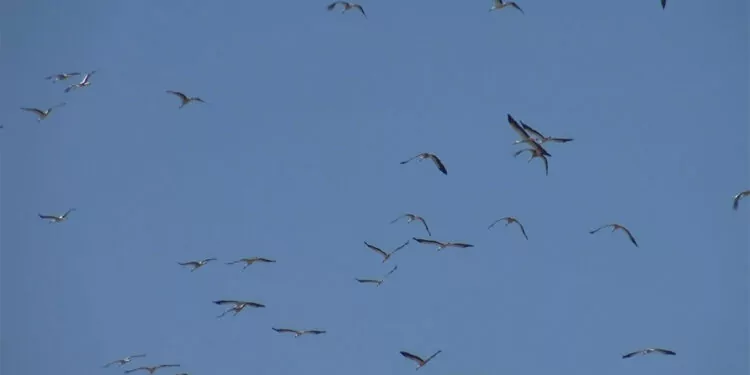 Göçmen kuşlarda virüs taşıma riski var