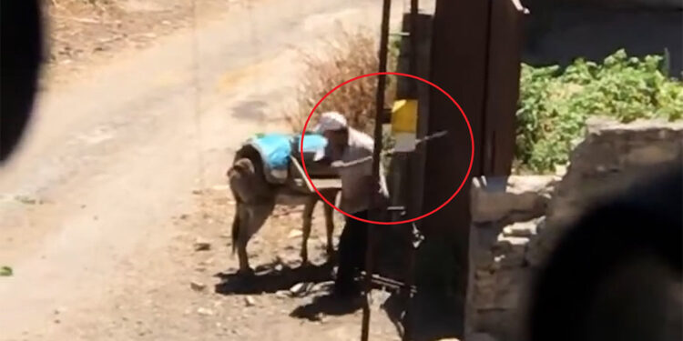 Eşeğe uygulanan şiddet kamerada