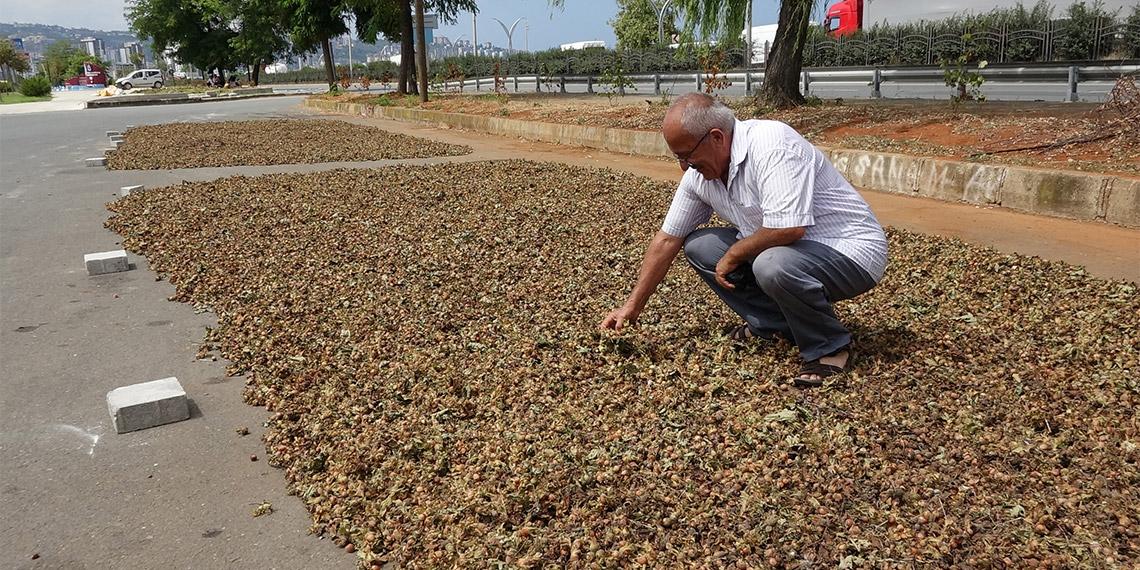Türkiye'nin dünya ticaretinde lider olduğu fındığın hasadı devam ederken, toplama işlemini bitiren üreticiler ise fındık kurutma mesaisine başladı.
