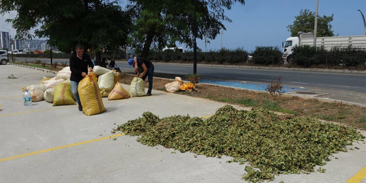 Fındık kurutma mesaisi başladı