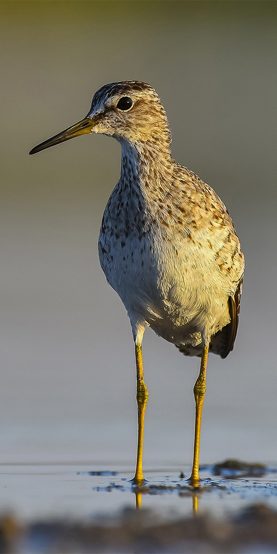 Kavurucu sıcak kuşları da vurdu