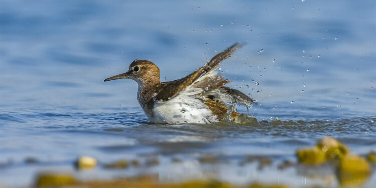 Kavurucu sıcak kuşları da vurdu