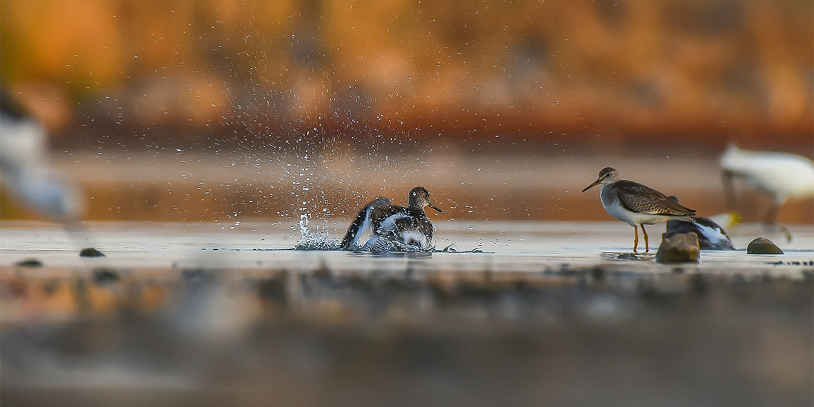 Kavurucu sıcak kuşları da vurdu; 40 derecenin üzerindeki sıcaklıktan insanlar kadar hayvanlar da etkilendi.