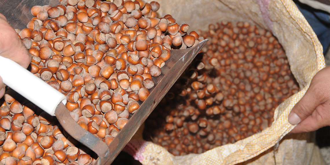 Türkiye'nin dünya ticaretinde lider olduğu fındık, hastalık ve zararlı istilacı böcek türlerinin yanı sıra küresel ısınmadan da etkilendi. Özellikle bitkinin ihtiyacı olduğu dönemde yeterli miktarda yağışların yaşanmaması fındıkta rekolte kayıplarına neden oldu.