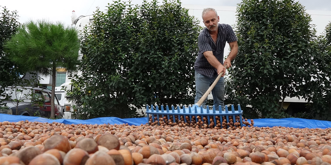 Küresel ısınma fındıkta rekolte kayıplarına neden oldu