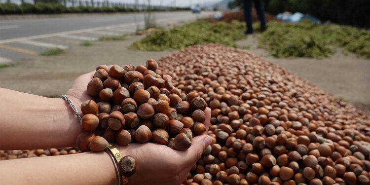 Küresel ısınma fındıkta rekolte kayıplarına neden oldu