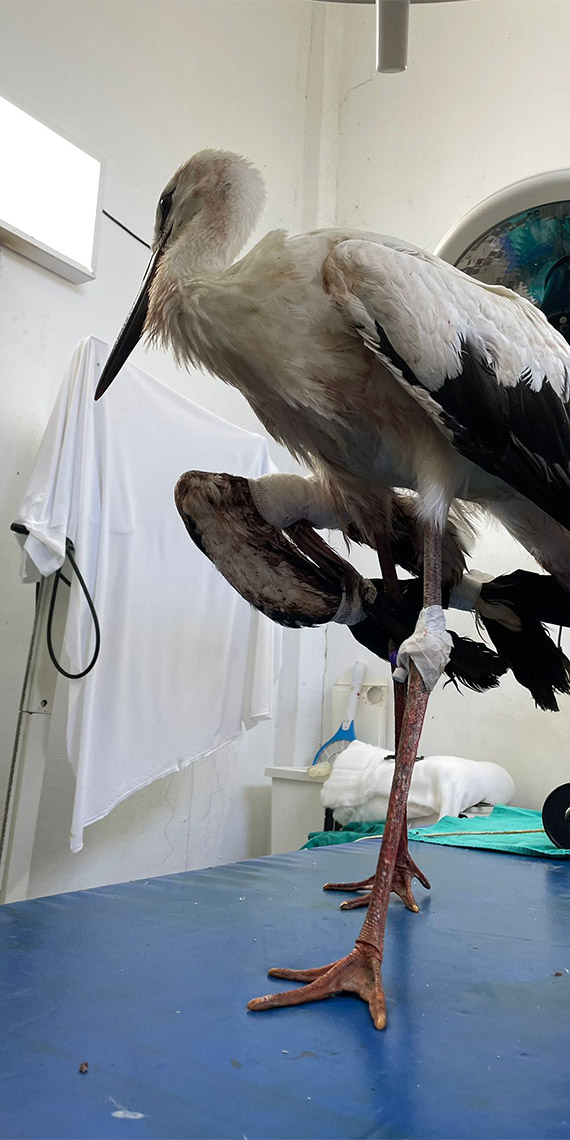 Leyleklerin göç yolculukları yarım kalıyor