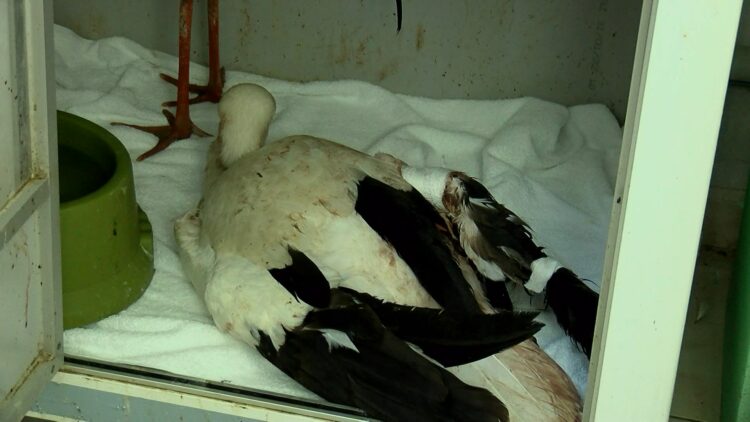 Leyleklerin göç yolculukları yarım kalıyor