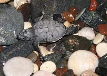 Deniz kaplumbağaları denizle buluştu