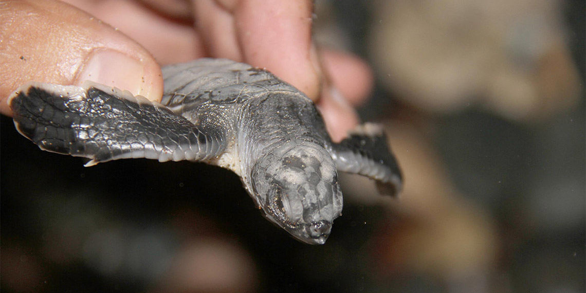 Deniz kaplumbağaları denizle buluştu