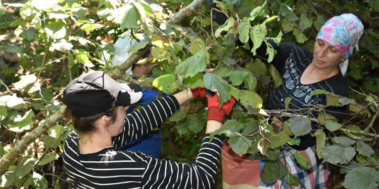 Erken olgunlaşan fındıkların hasadına başlandı