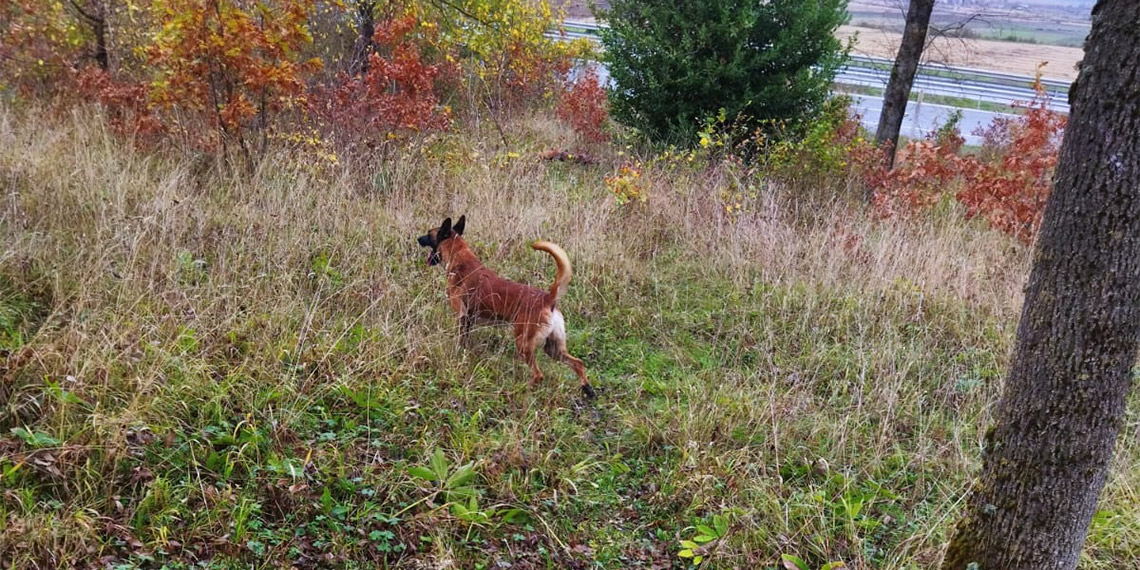 Ormanda kaybolan Parkinson hastası ölü bulundu