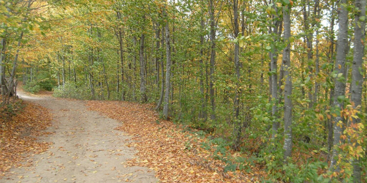 Ormanlardaki kuru yapraklar kömüre eş değer enerji üretme potansiyeline sahip