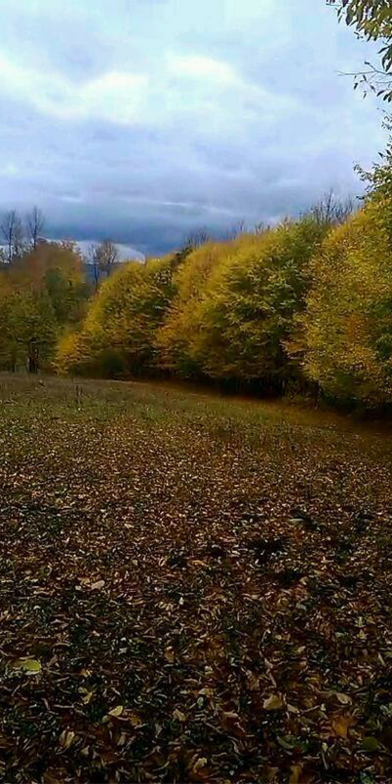 Türkiye Ormancılar Derneği Batı Akdeniz Şubesi Başkanı ve yangın ekolojisi uzmanı Prof. Dr. Tuncay Neyişçi, Ormanlardaki kuru yaprakların, kömüre eş değer enerji üretme potansiyeline sahip olduğunu söyledi.