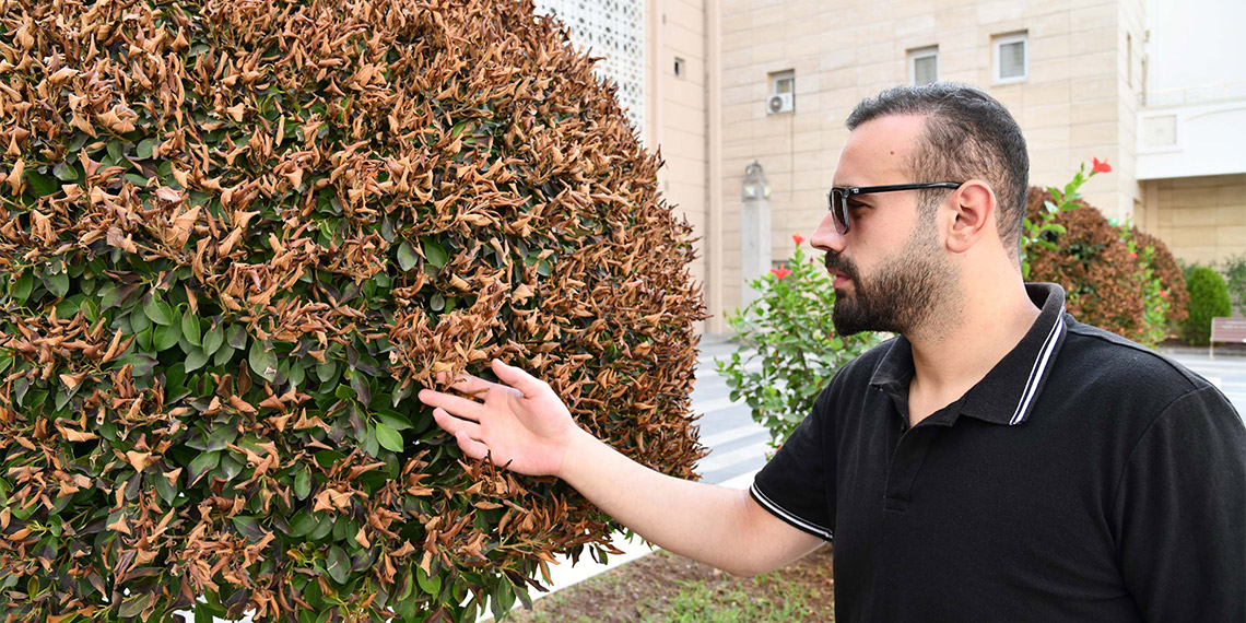 Osmaniye'de, etkili olan sıcak hava nedeniyle bazı süs ağaçları ve çiçeklerin yapraklarının kuruduğu görüldü.