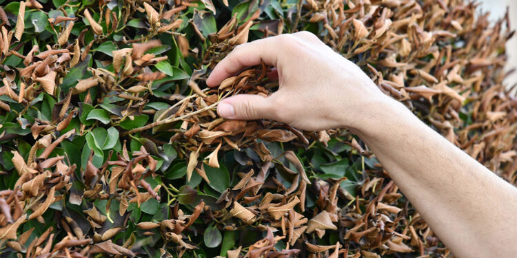 Sıcak hava nedeniyle süs ağaçları kurudu