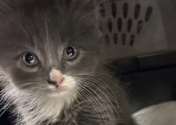 Polis çalıntı aracın içinde bulduğu kedi yavrusunun sahibini arıyor
