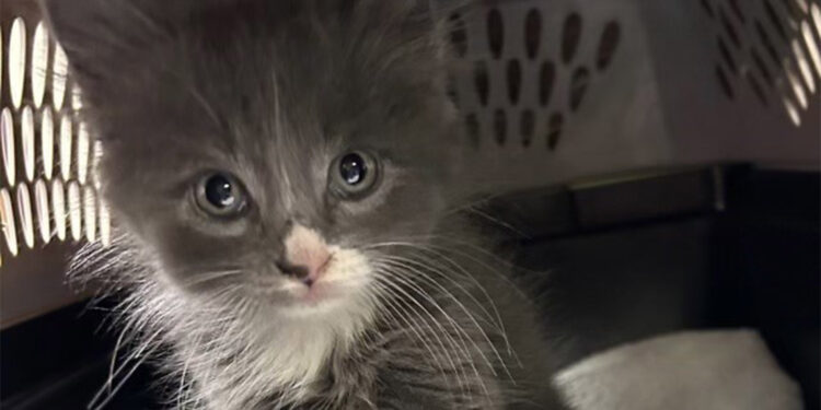 Polis çalıntı aracın içinde bulduğu kedi yavrusunun sahibini arıyor
