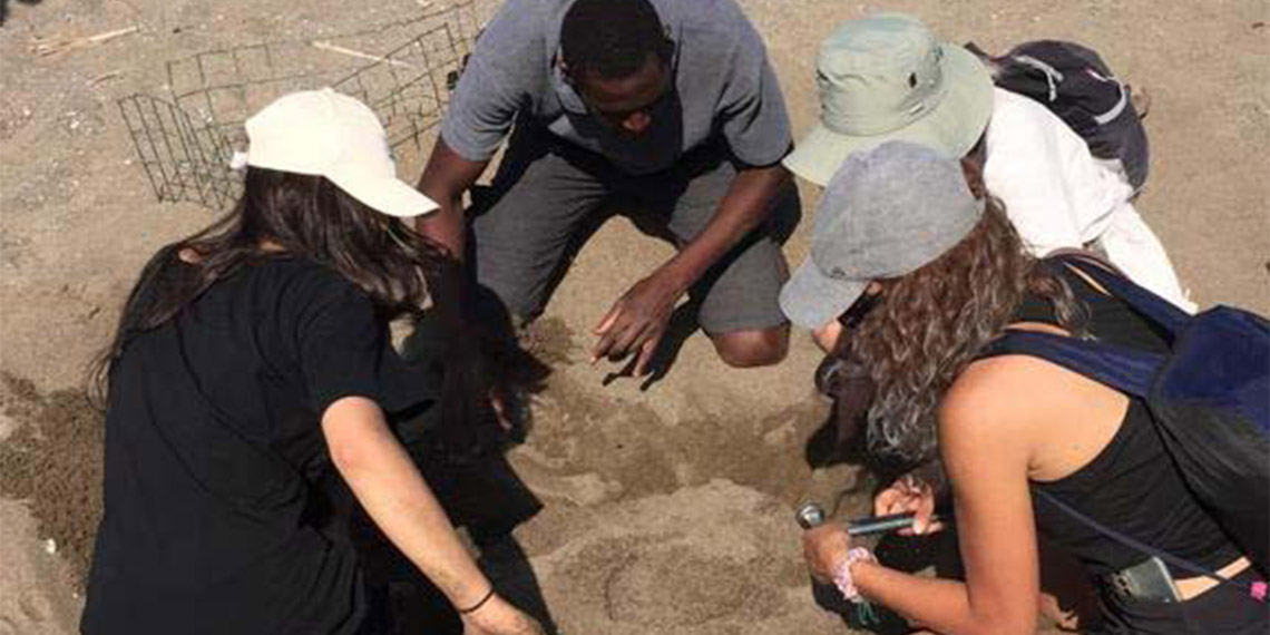 Carettaların yumurtlama döneminde nöbet tutuyorlar