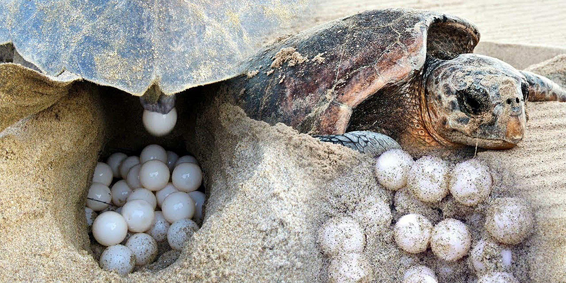 Muğla'nın Ortaca ilçesindeki İztuzu Plajı’nda yuvalama alanı 700'ye ulaşırken, carettaların yumurtlama döneminde sorun yaşanmaması için görevliler sahilde gece boyu nöbet tutuyor.